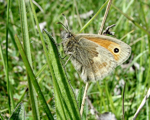 small heath